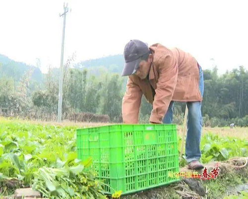 新春走基層 | 高要農(nóng)技員田間解民憂 農(nóng)作物生病不用愁，種子經(jīng)營保豐收