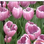 沭陽(yáng)縣新河鎮(zhèn)綠友花卉園藝場(chǎng) 一站式農(nóng)作物種子經(jīng)營(yíng)服務(wù)，百合、女貞、獼猴桃種子精選供應(yīng)